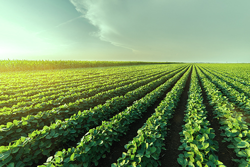 Agriculture Agriculture & Food